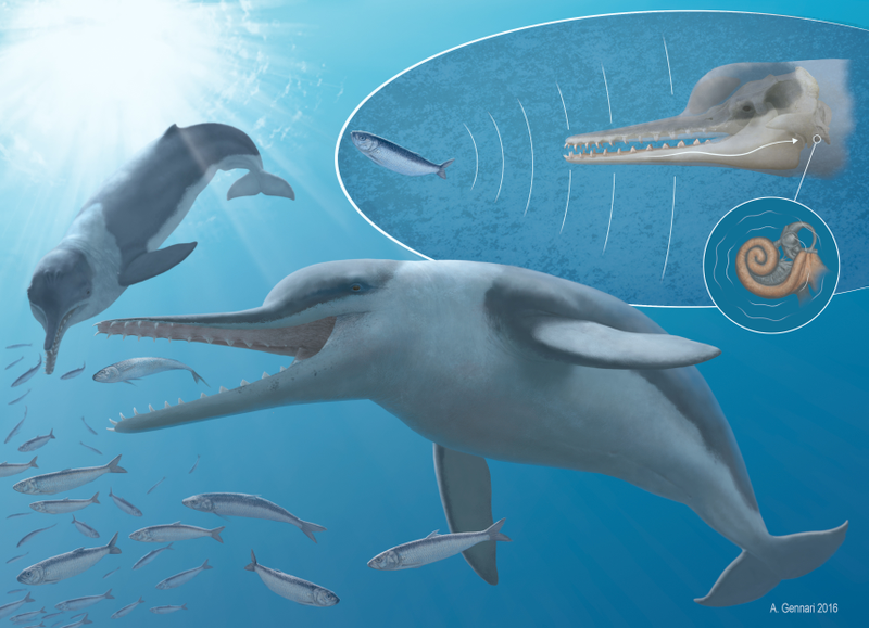 Illustration for article titled How Ancient Whales Turned Sound Into a Killing Tactic